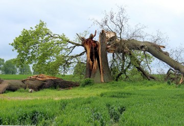 Tree fungus