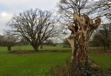 tree pruning